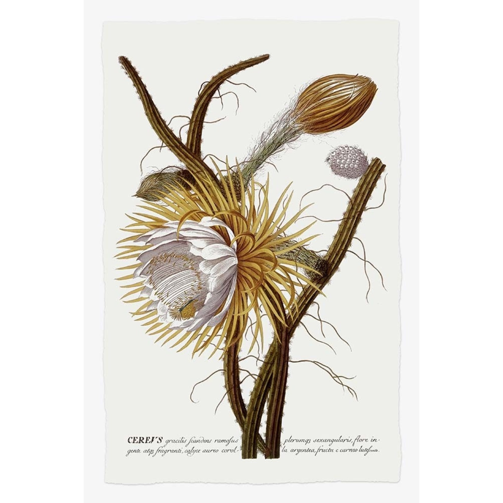 The Picturalist | Fine Art Prints on Paper Cereus Botanical Print