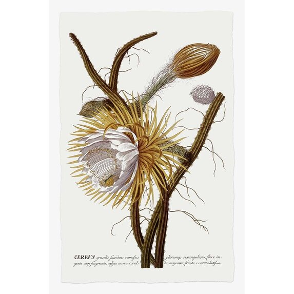 The Picturalist | Fine Art Prints on Paper Cereus Botanical Print