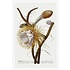 The Picturalist | Fine Art Prints on Paper Cereus Botanical Print