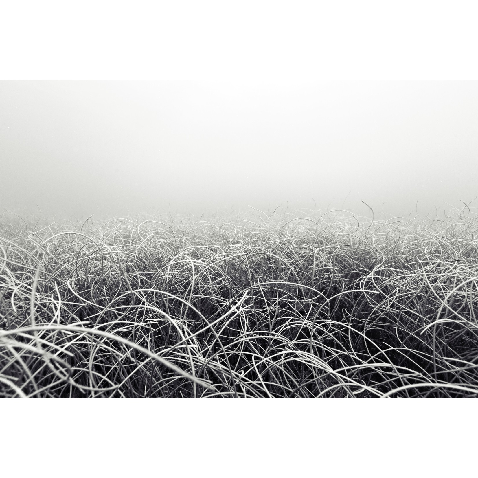 The Picturalist Fine Art Print on Rag Paper: Seabed by Enric Gener
