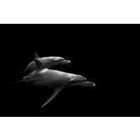 Framed Print on Rag Paper: Delfines