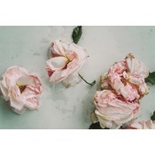 Framed Print on Rag Paper: Old Roses