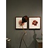 Framed Print on Rag Paper: Protea by Alejandro Franseschini