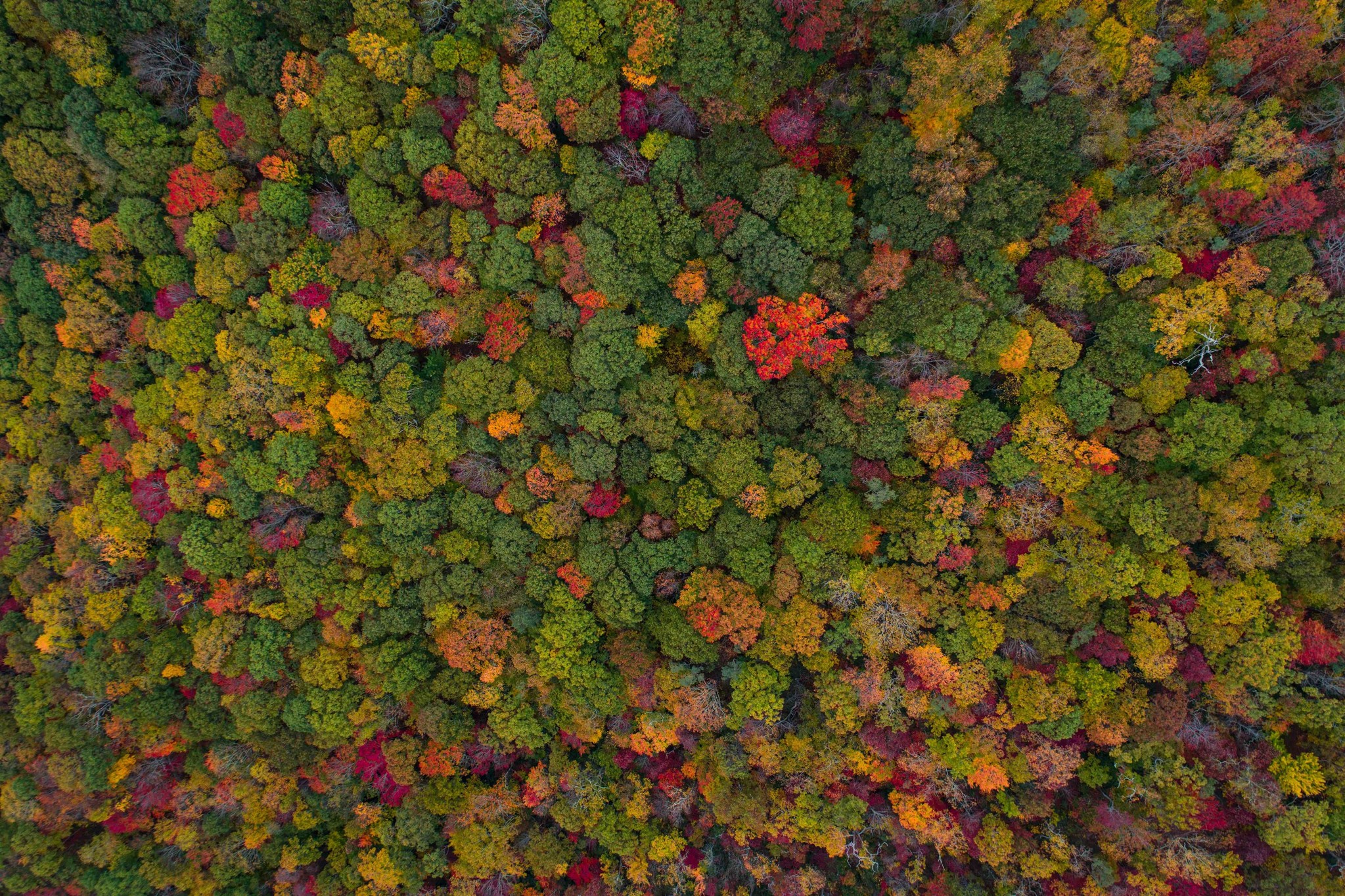 Bird's View of a Forest