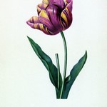 Framed Print on Rag Paper: Tulipa Culta