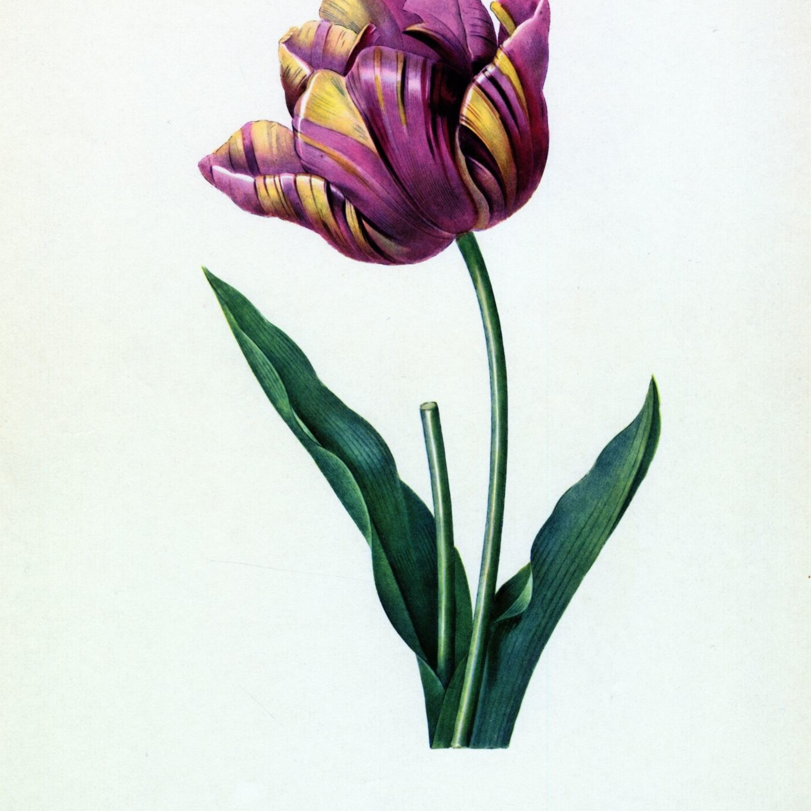 Framed Print on Rag Paper: Tulipa Culta Botanicals by Pierre Joseph Redoute