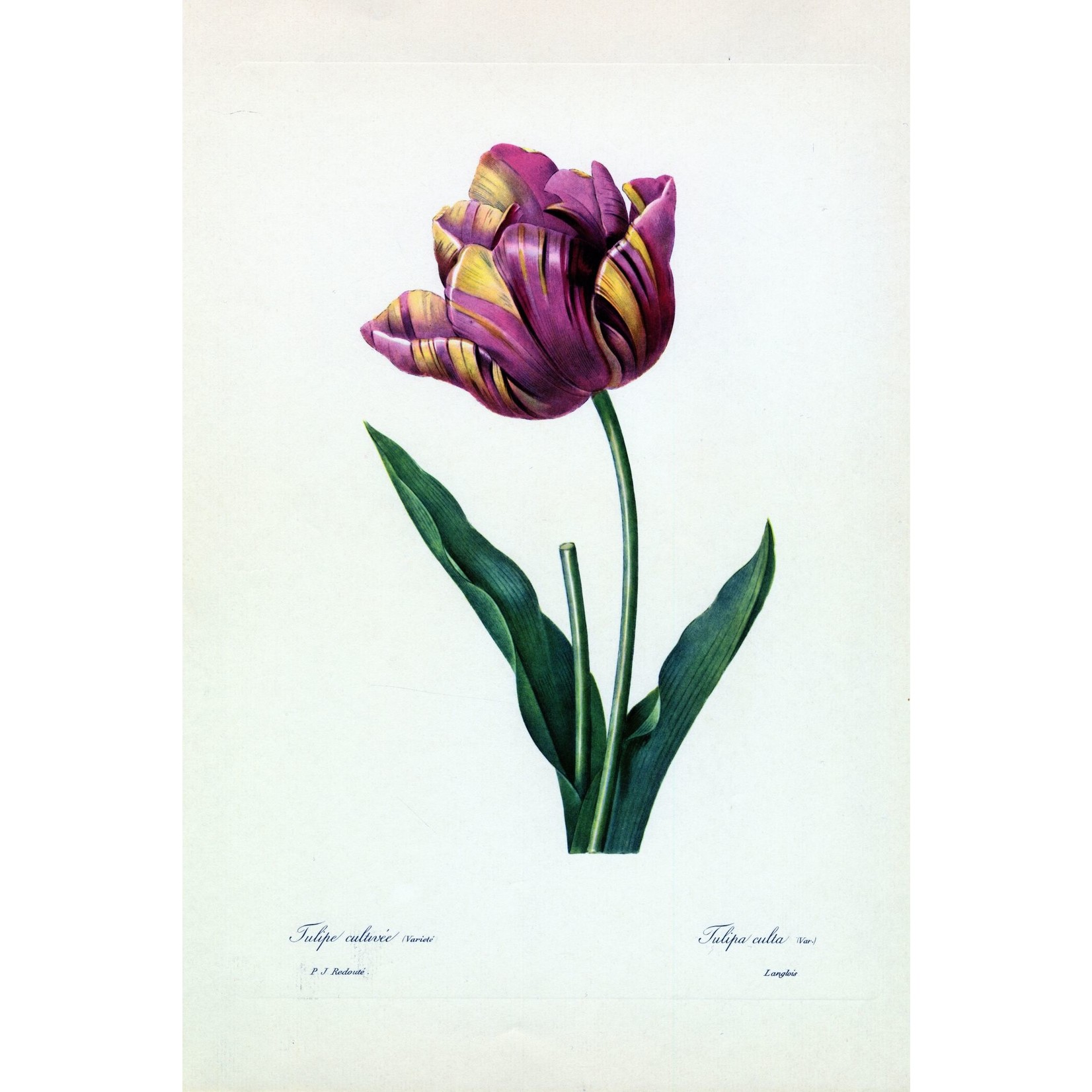 Framed Print on Rag Paper: Tulipa Culta Botanicals by Pierre Joseph Redoute