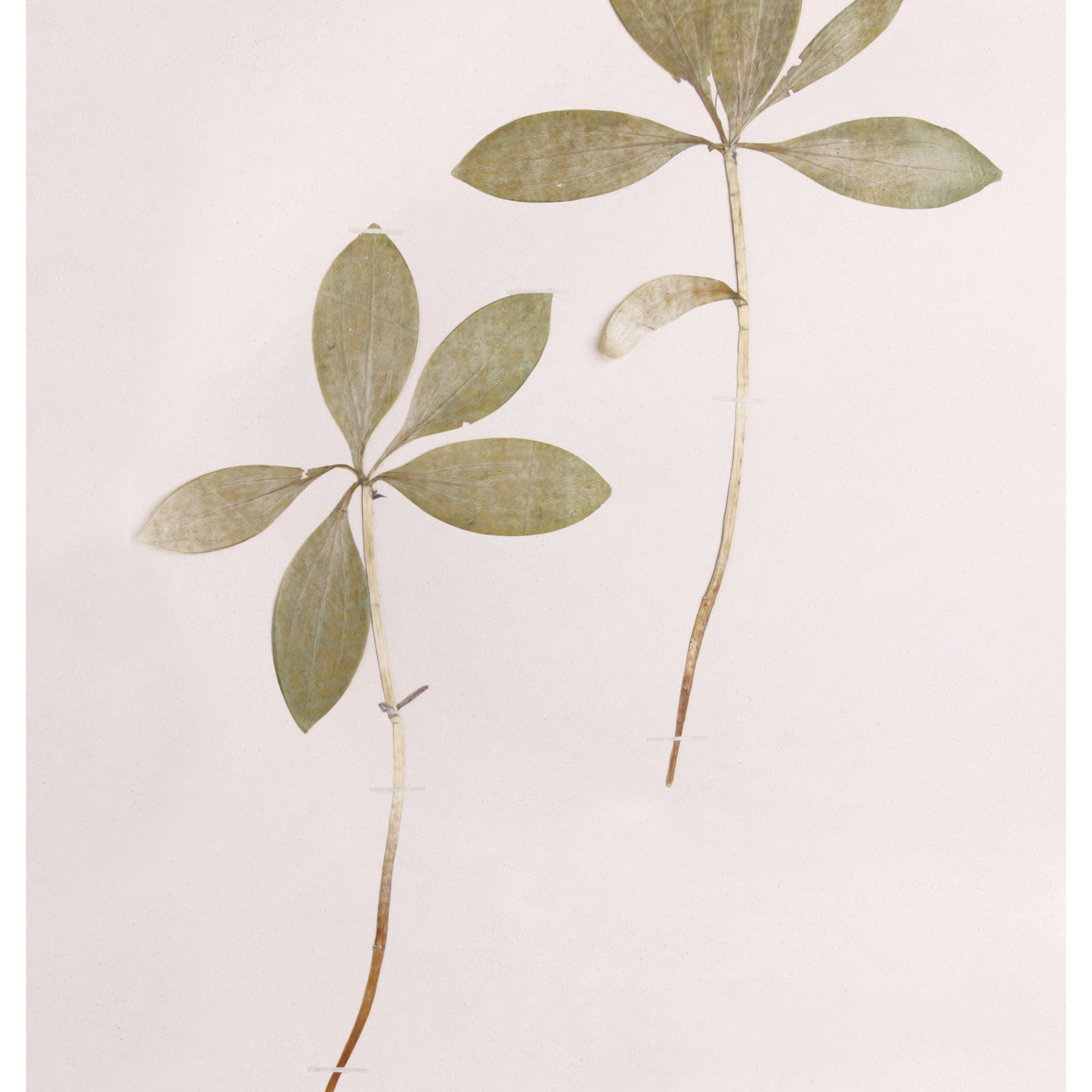 Framed Print on Rag Paper: Lilium Martagon Green Leaves on Pink Background
