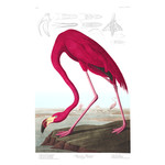 Fine Art Print on Rag Paper American Flamingo