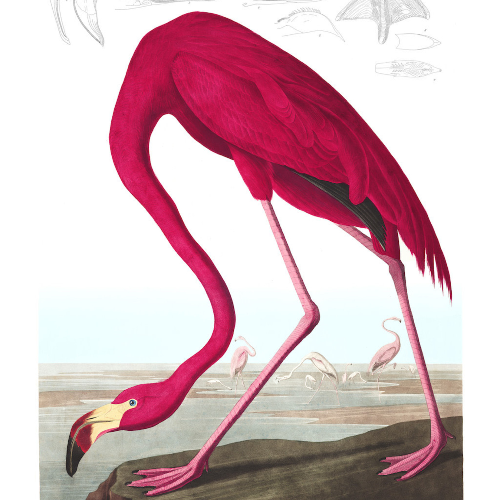 Framed Print on Rag Paper: American Flamingo by John James Audubon