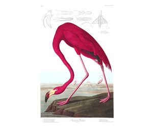 Audubon American Flamingo Framed Art Print B12X5244