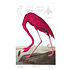 Framed Print on Rag Paper: American Flamingo by John James Audubon