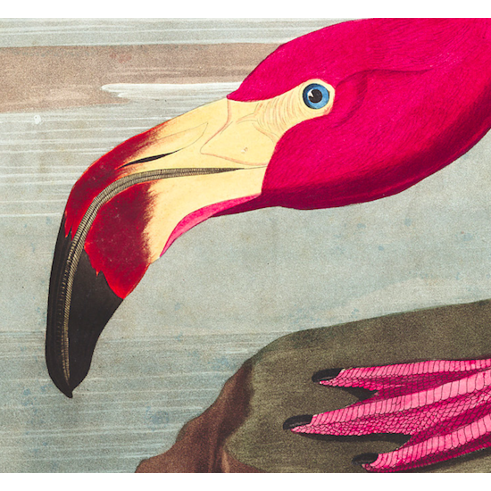 American Pink Flamingo by John James Audubon, Bird Art Illustration –  Bristol-London