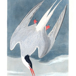 Framed Print on Rag Paper: Artic Tern