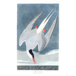 Fine Art Print on Rag Paper Artic Tern