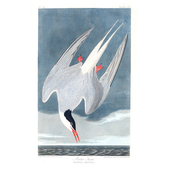 Fine Art Print on Rag Paper Artic Tern by John James Audubon