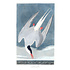 Fine Art Print on Rag Paper Artic Tern by John James Audubon