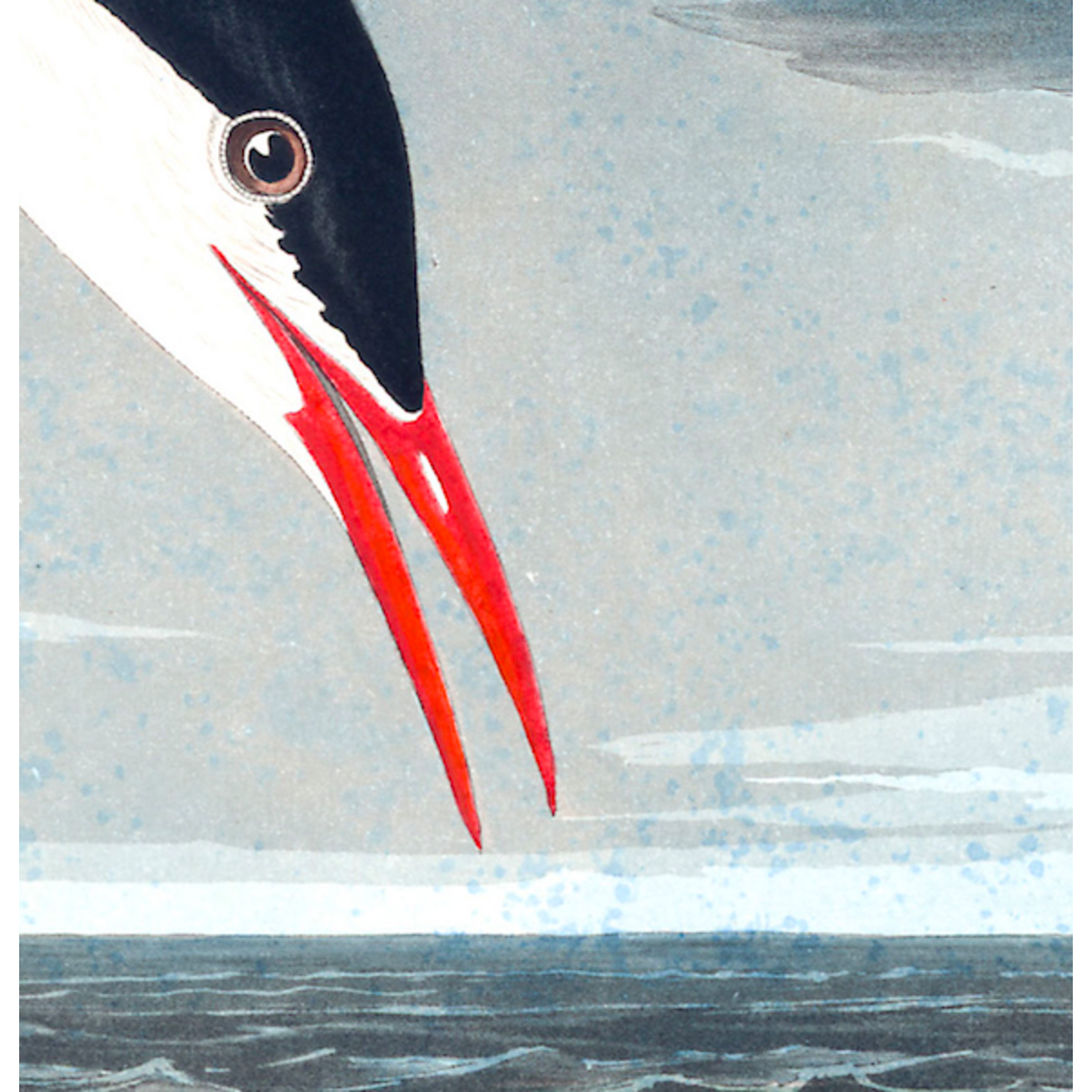 Framed Print on Rag Paper: Artic Tern by John James Audubon