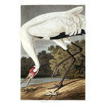 Fine Art Print on Rag Paper Hooping Crane
