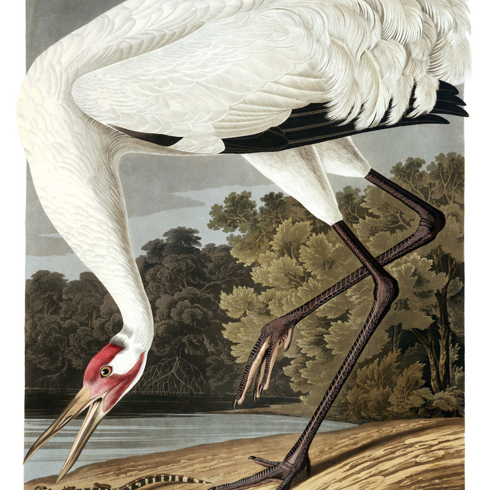 Framed Print on Rag Paper: Hooping Crane by John James Audubon