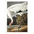 Fine Art Print on Rag Paper Hooping Crane by John James Audubon