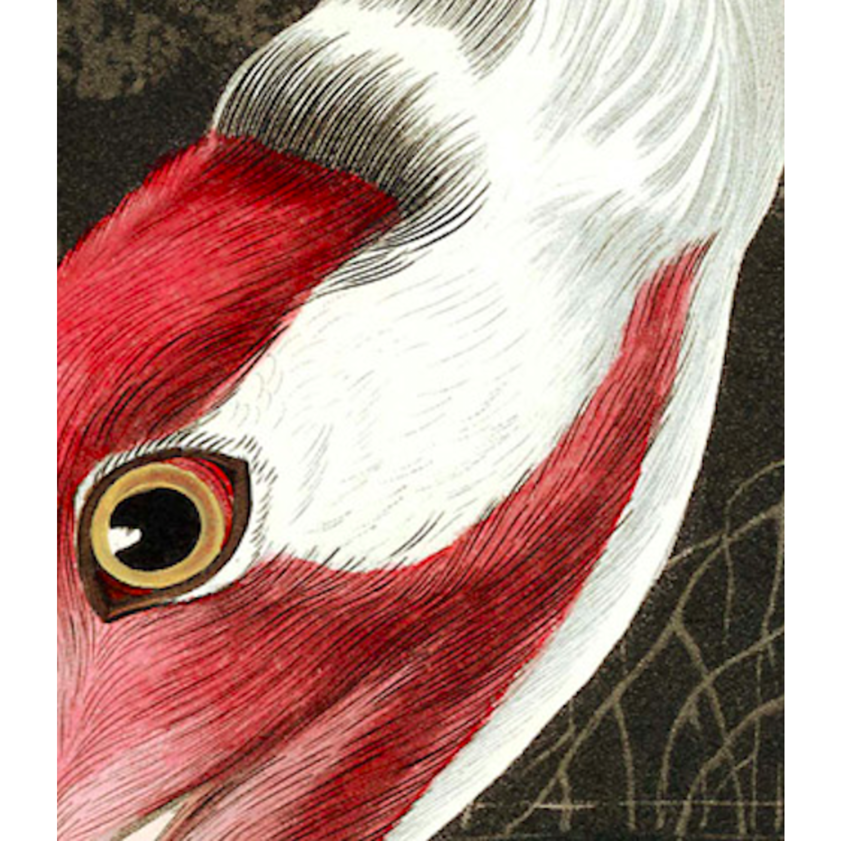 The Picturalist | Fine Art Prints on Paper Hooping Crane by John James Audubon