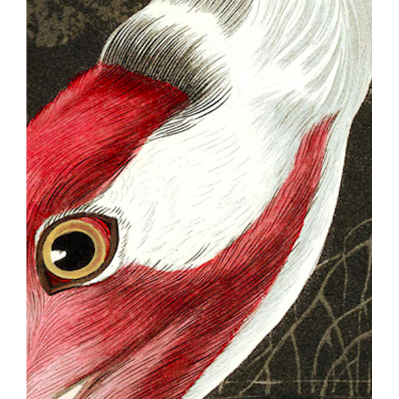 Fine Art Print on Rag Paper Hooping Crane by John James Audubon