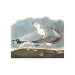 Framed Print on Rag Paper: Common American Gull