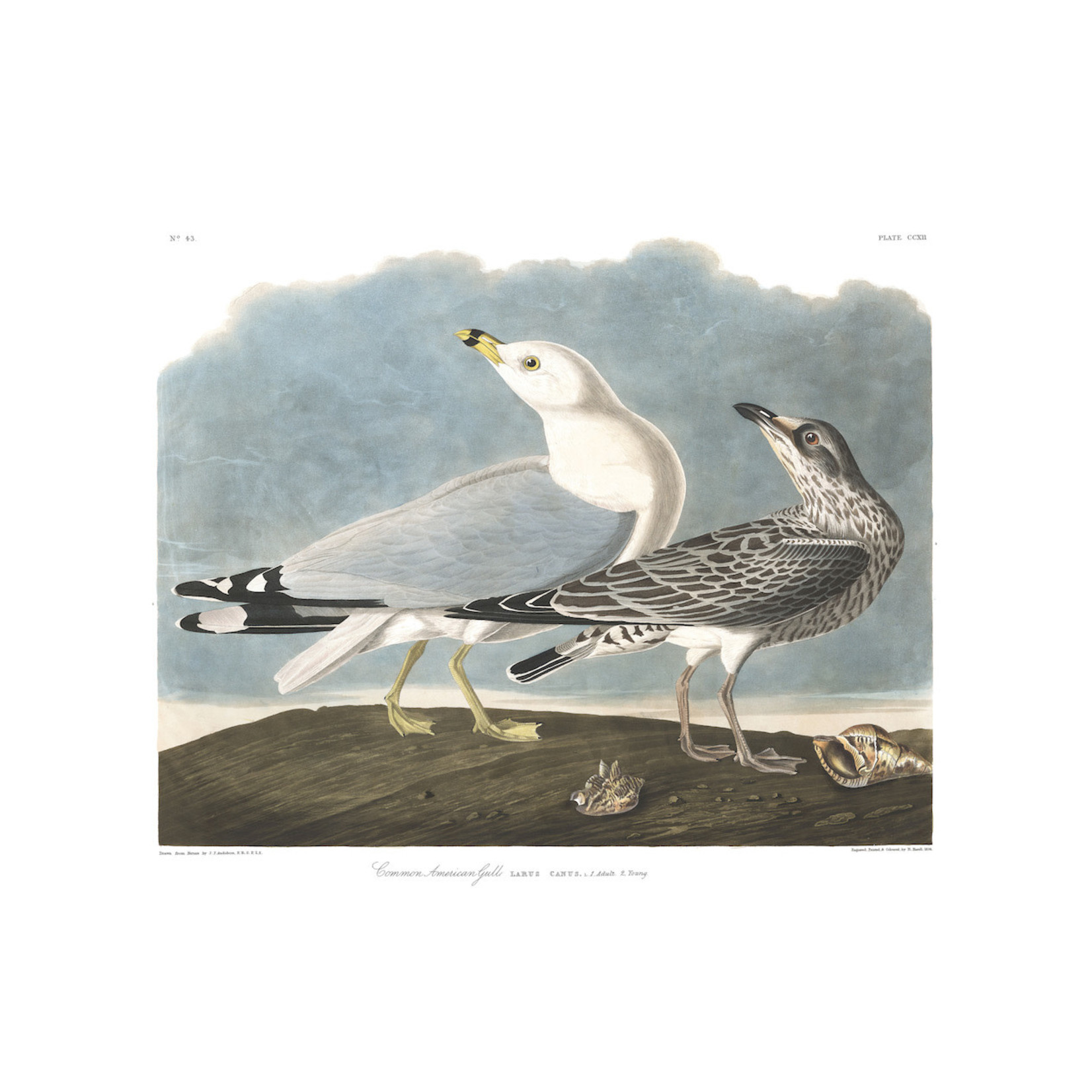 Fine Art Print on Rag Paper Common American Gull by John James Audubon
