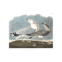 Framed Print on Rag Paper: Common American Gull