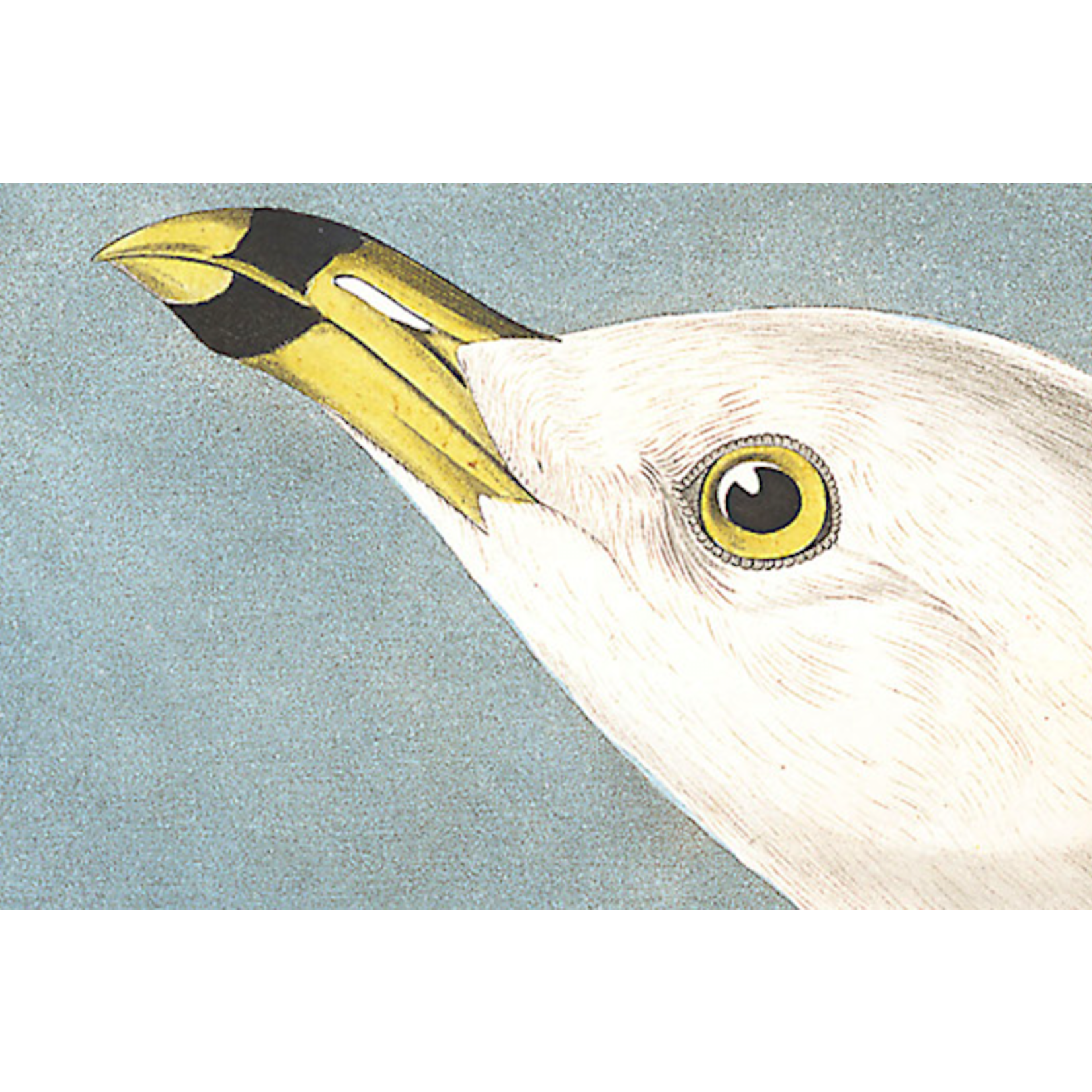 Fine Art Print on Rag Paper Common American Gull by John James Audubon