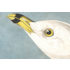 Framed Print on Rag Paper: Common American Gull by John James Audubon