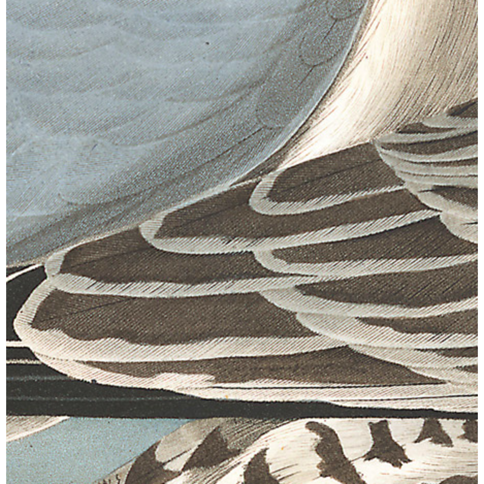 The Picturalist | Fine Art Prints on Paper Common American Gull by John James Audubon