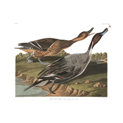 Framed Print on Rag Paper: Pin Tailed Duck by John James Audubon