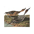 The Picturalist | Fine Art Prints on Paper Pin Tailed Duck by John James Audubon
