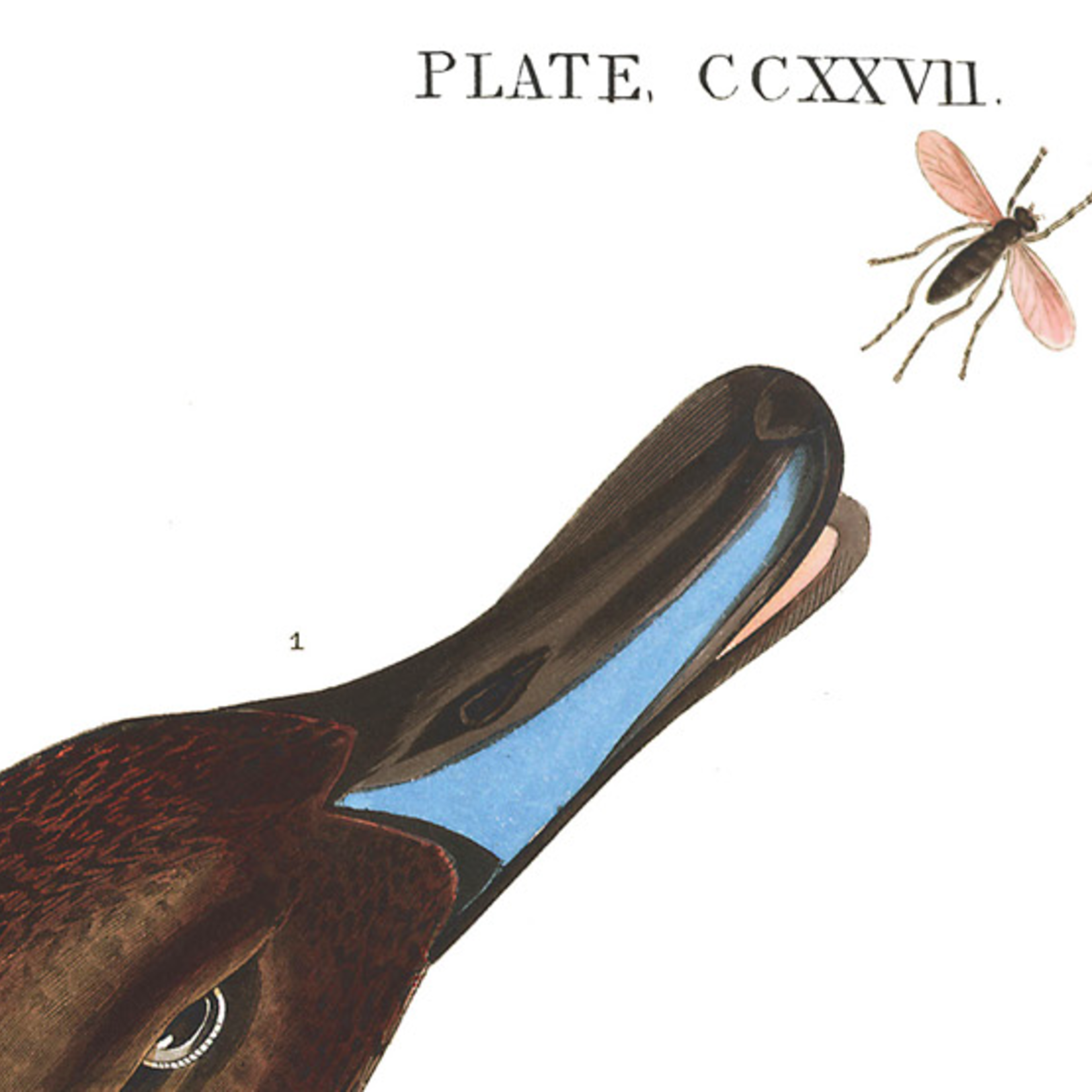 Framed Print on Rag Paper: Pin Tailed Duck by John James Audubon