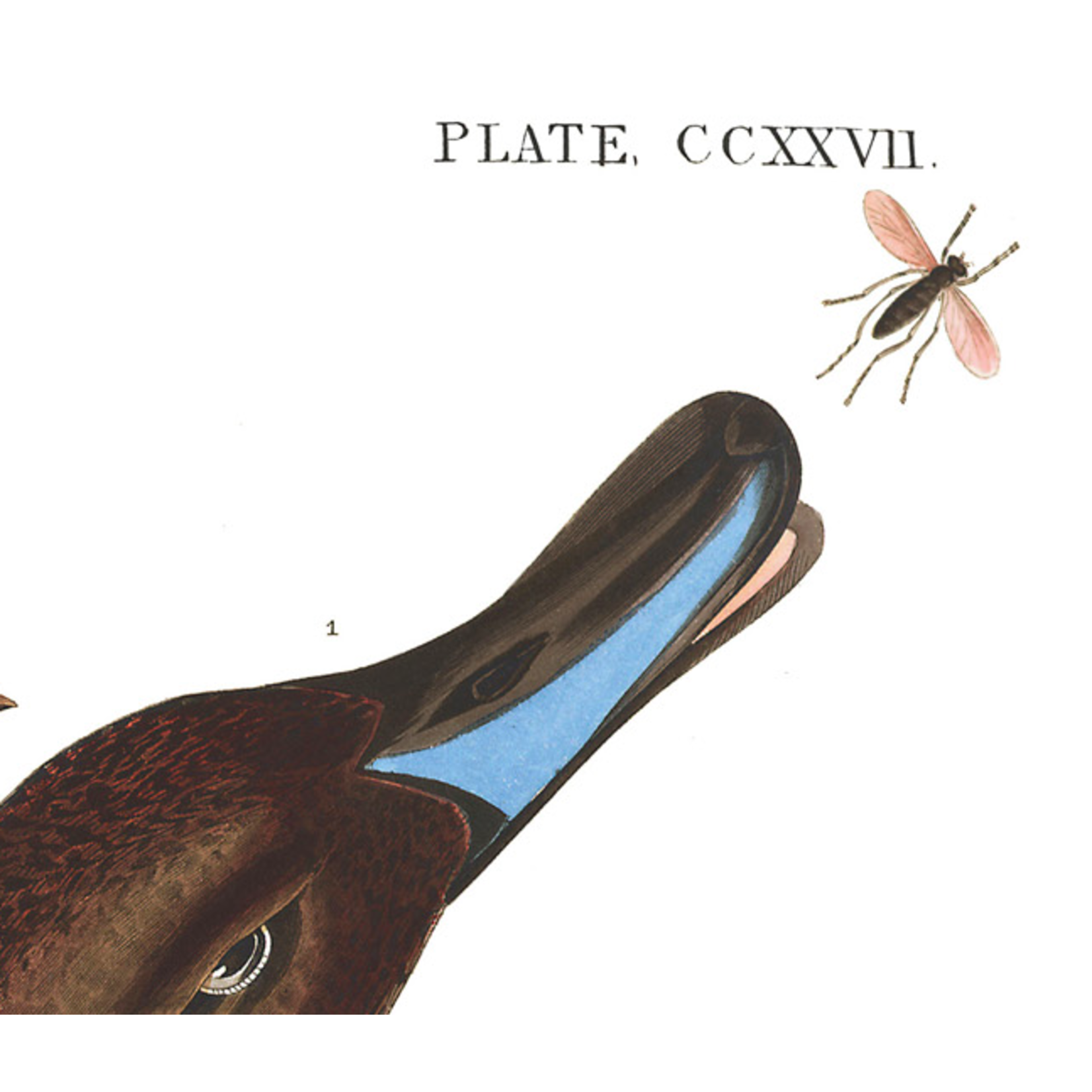 The Picturalist | Fine Art Prints on Paper Pin Tailed Duck by John James Audubon