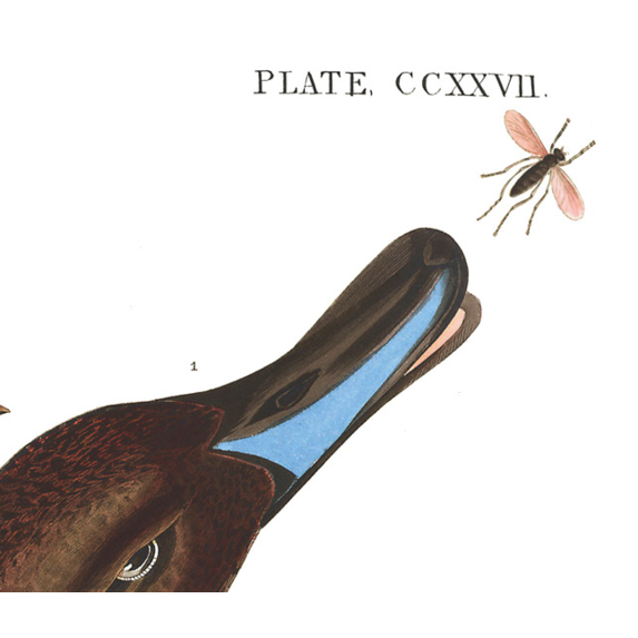 The Picturalist | Fine Art Prints on Paper Pin Tailed Duck by John James Audubon