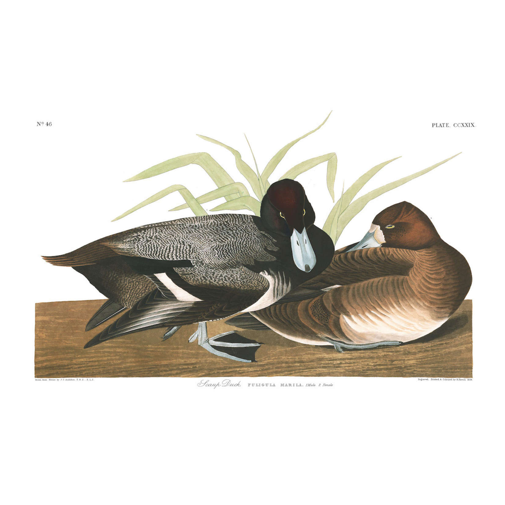 The Picturalist | Fine Art Prints on Paper Scaup Duck by John James Audubon