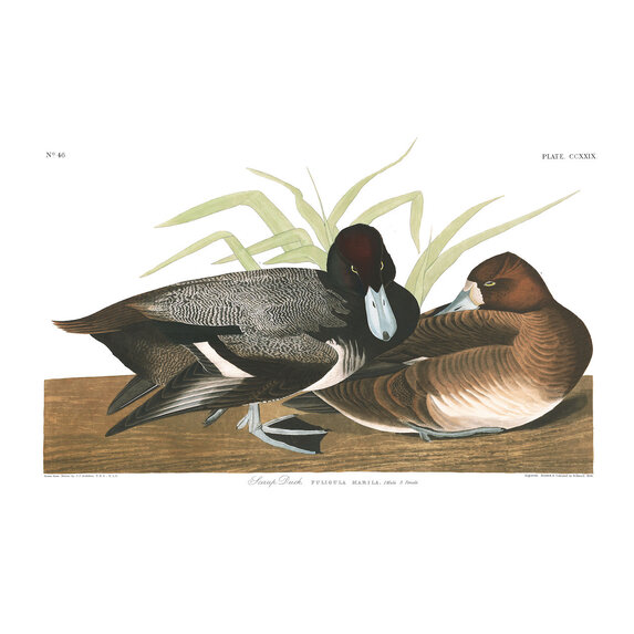 Fine Art Print on Rag Paper Scaup Duck by John James Audubon