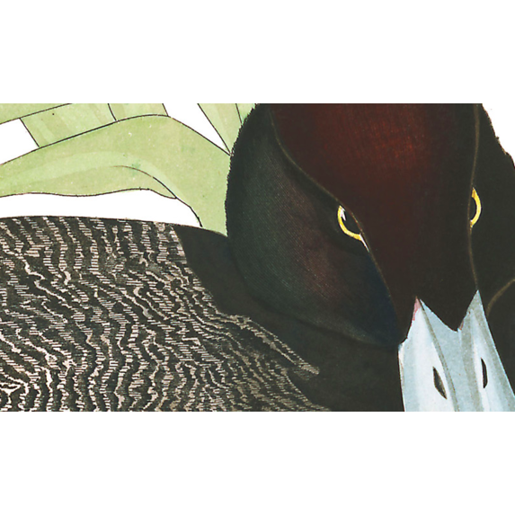 The Picturalist | Fine Art Prints on Paper Scaup Duck by John James Audubon