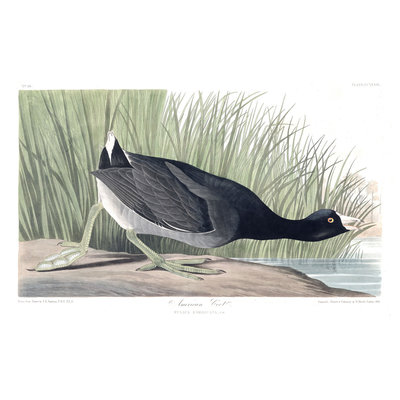Framed Print on Rag Paper: American Coot by John James Audubon
