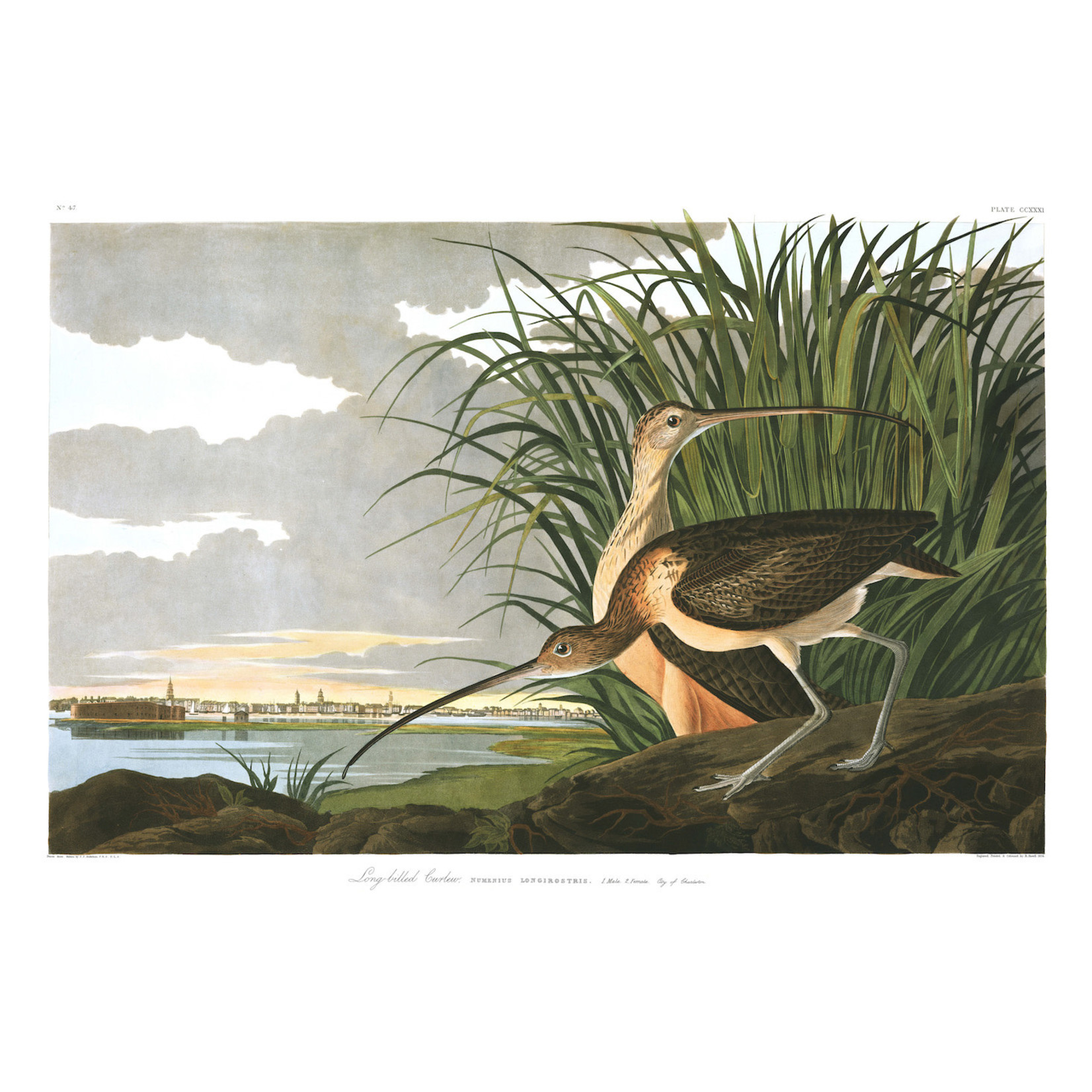 Audubon's American Flamingo Print - Archival Paper & Distressed Frames