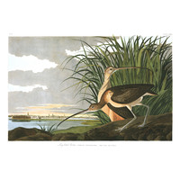 Framed Print on Rag Paper: Long Billed Curlew