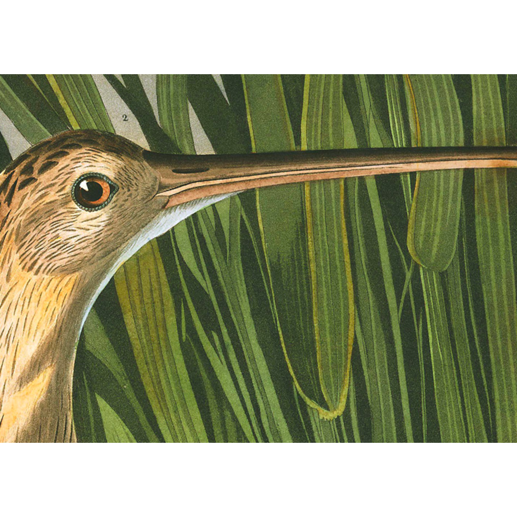 The Picturalist | Fine Art Print on Rag Paper Long Billed Curlew by John James Audubon