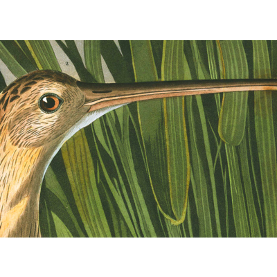 Framed Print on Rag Paper: Long Billed Curlew by John James Audubon