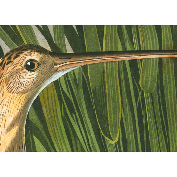 The Picturalist | Fine Art Prints on Paper Long Billed Curlew by John James Audubon