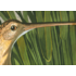 Fine Art Print on Rag Paper Long Billed Curlew by John James Audubon