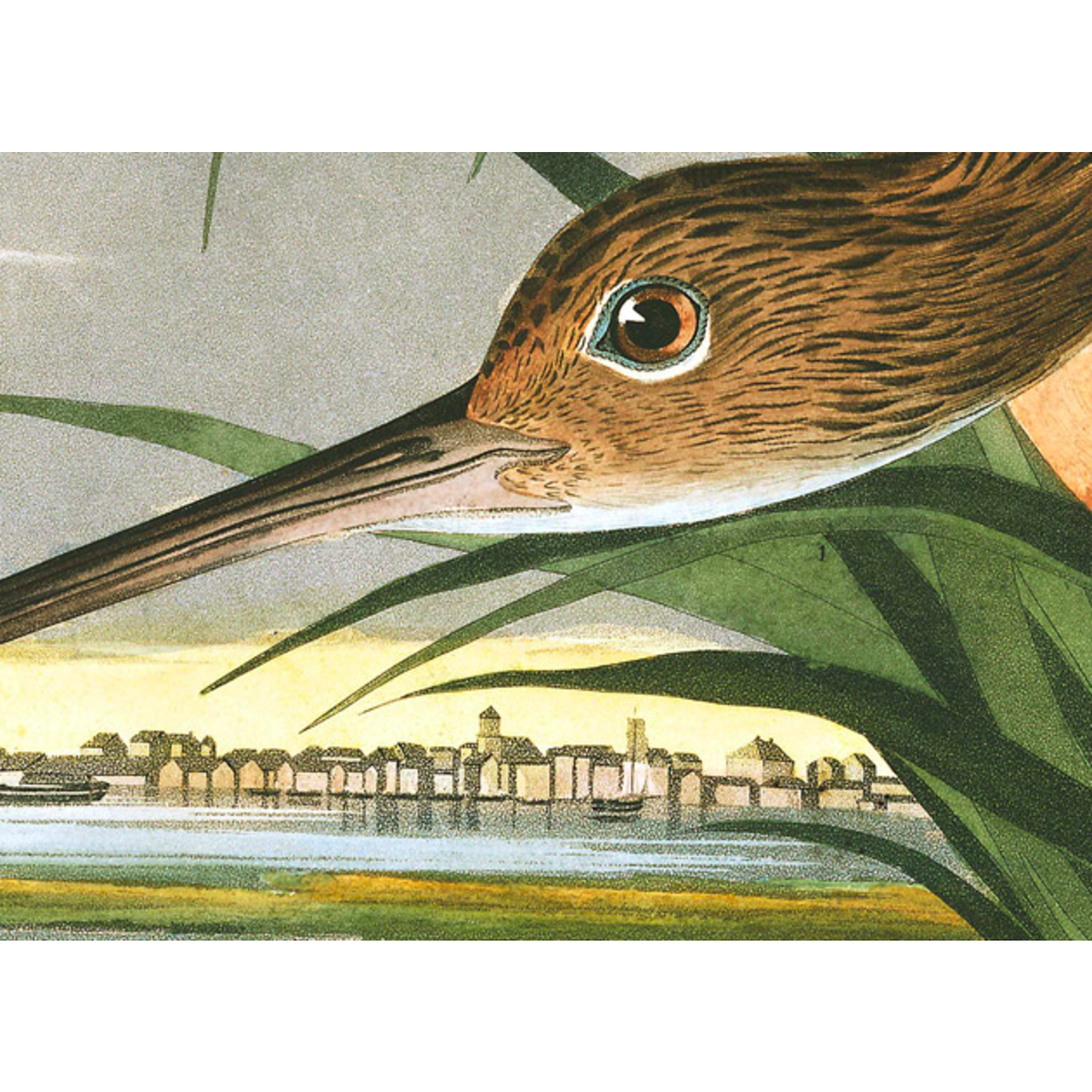 The Picturalist | Fine Art Prints on Paper Long Billed Curlew by John James Audubon