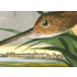 The Picturalist | Fine Art Prints on Paper Long Billed Curlew by John James Audubon